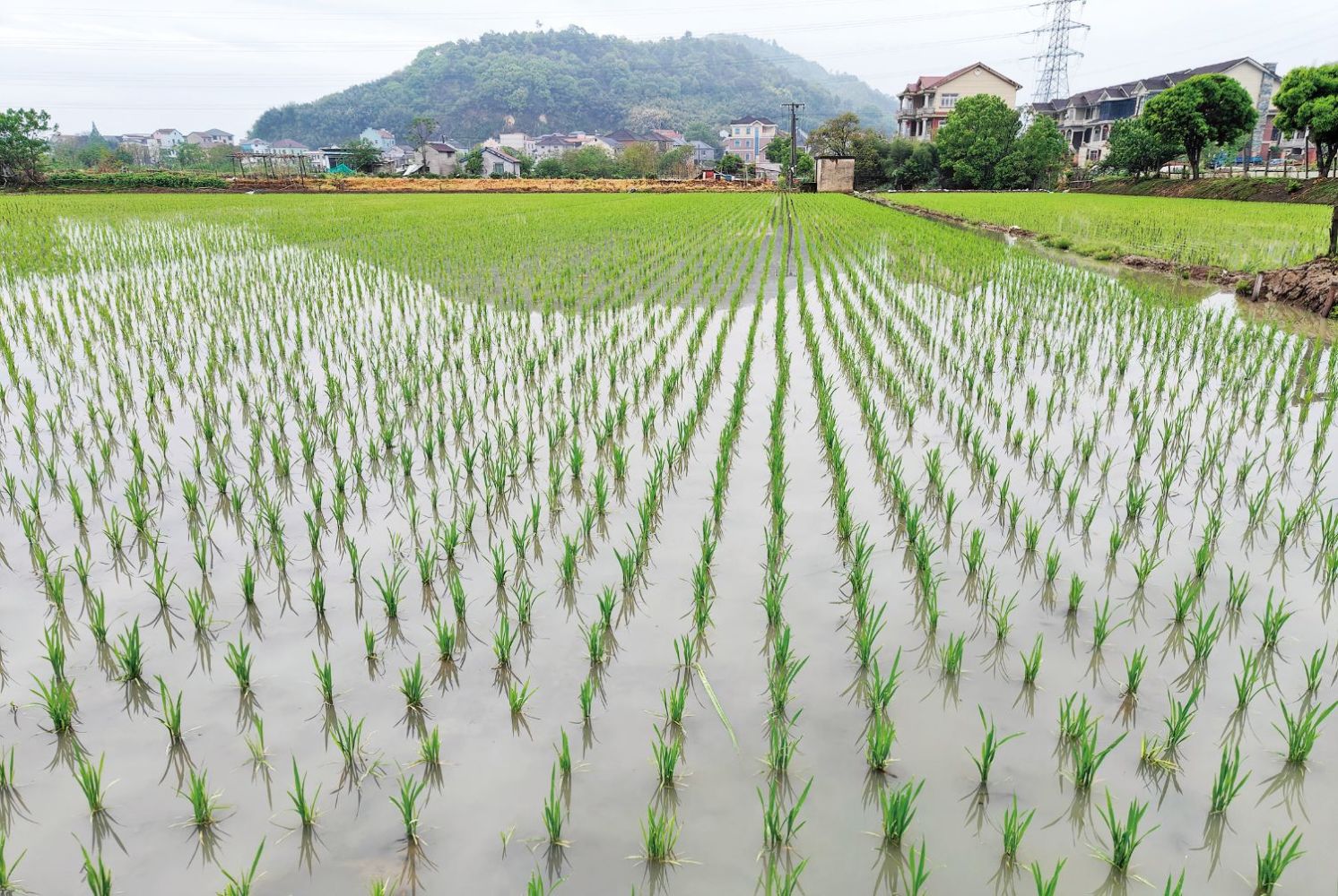 全市早稻播種達7萬畝，技術(shù)推廣助力農(nóng)業(yè)增效