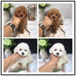 本地精品貴賓犬，健康質保，佛山愛寵人士的放心之選